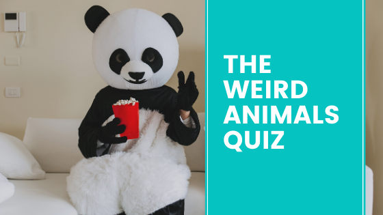 Weird Animals Quiz